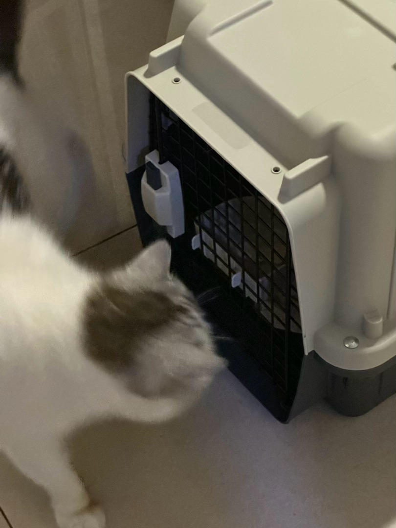 小猫版铁窗泪。为了带大白坐飞机，提前每天把他装进航空箱待几分钟，防止应激。可这个