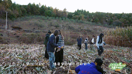 #在东北猪的地位远超女团# 原来东北猪才是猪生赢家，咱就是说真的，过得比人好系列