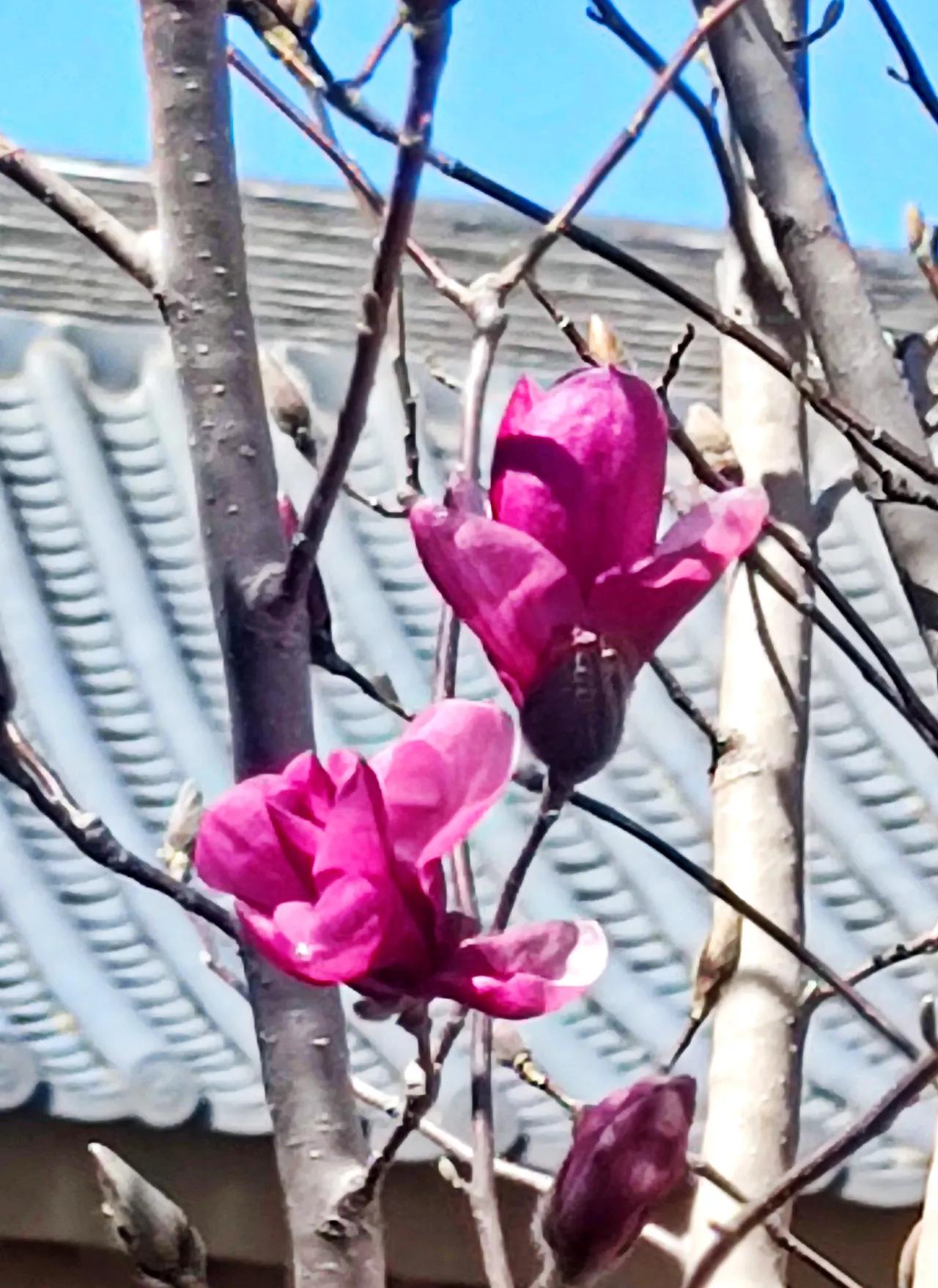 年年春天都惹人喜爱，年年春天景色都美好，今年马年的春色更是格外艳丽动人。