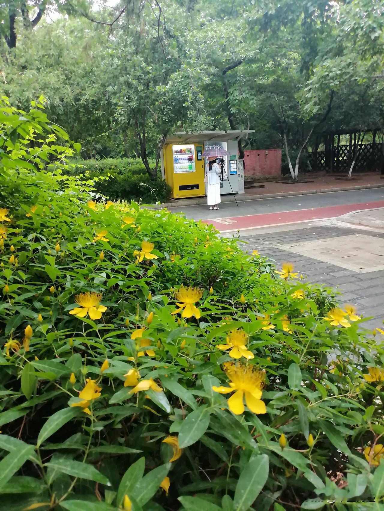 晒图笔记大赛风雨之中的摄影爱好者，雨下的并不小，但由于对摄影的爱好，看看她依然站