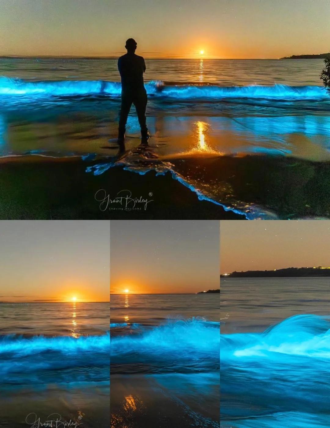 转一个奥克兰北岸的夜光海
新西兰最酷、最神奇的自然奇观之一——就是夜光海，也就是