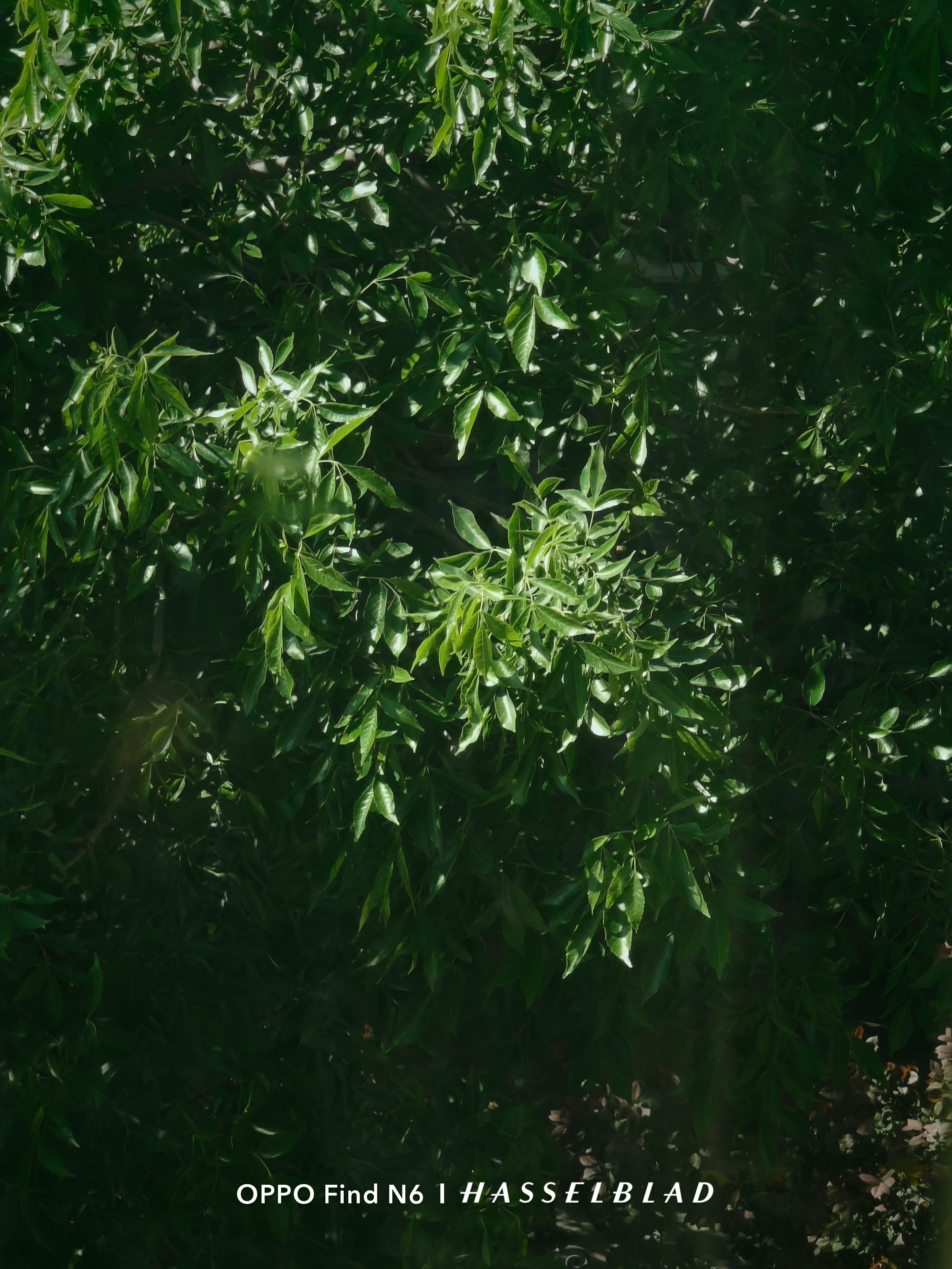 天气真好啊春天