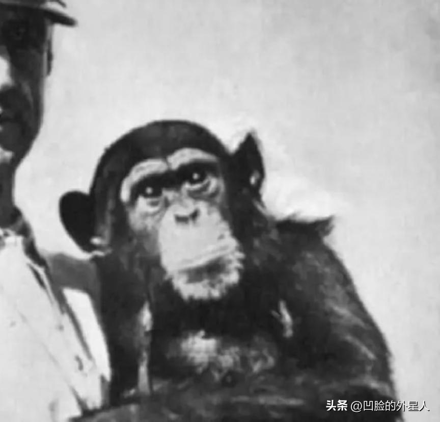 1920年，一俄国医生突发奇想，将猴睾丸移植到74岁老人体内，术后，没想到这位老