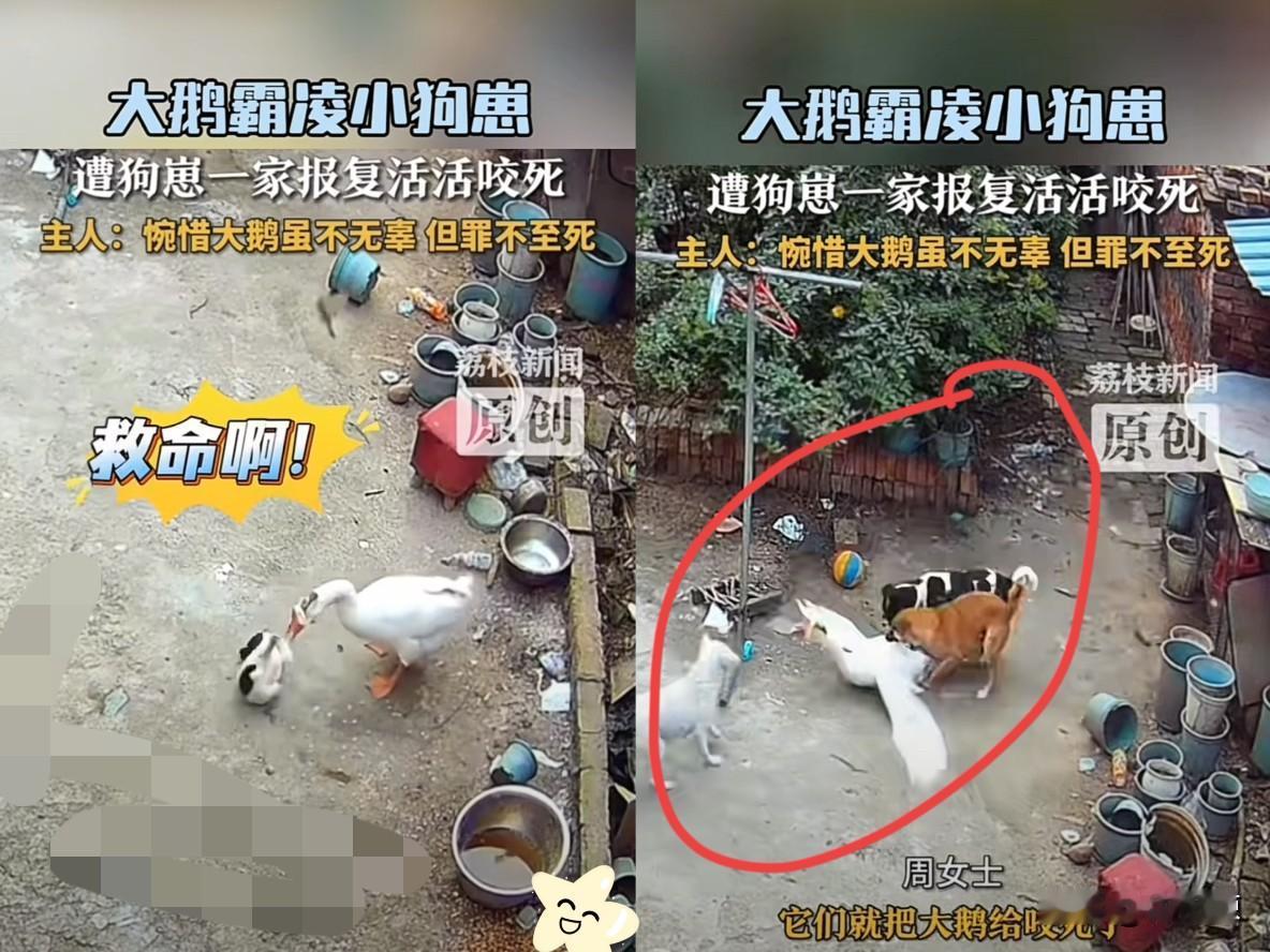 河南一女子办完事回家，发现自家大鹅死了！她以为家里进了贼，结果查看监控后，却傻眼