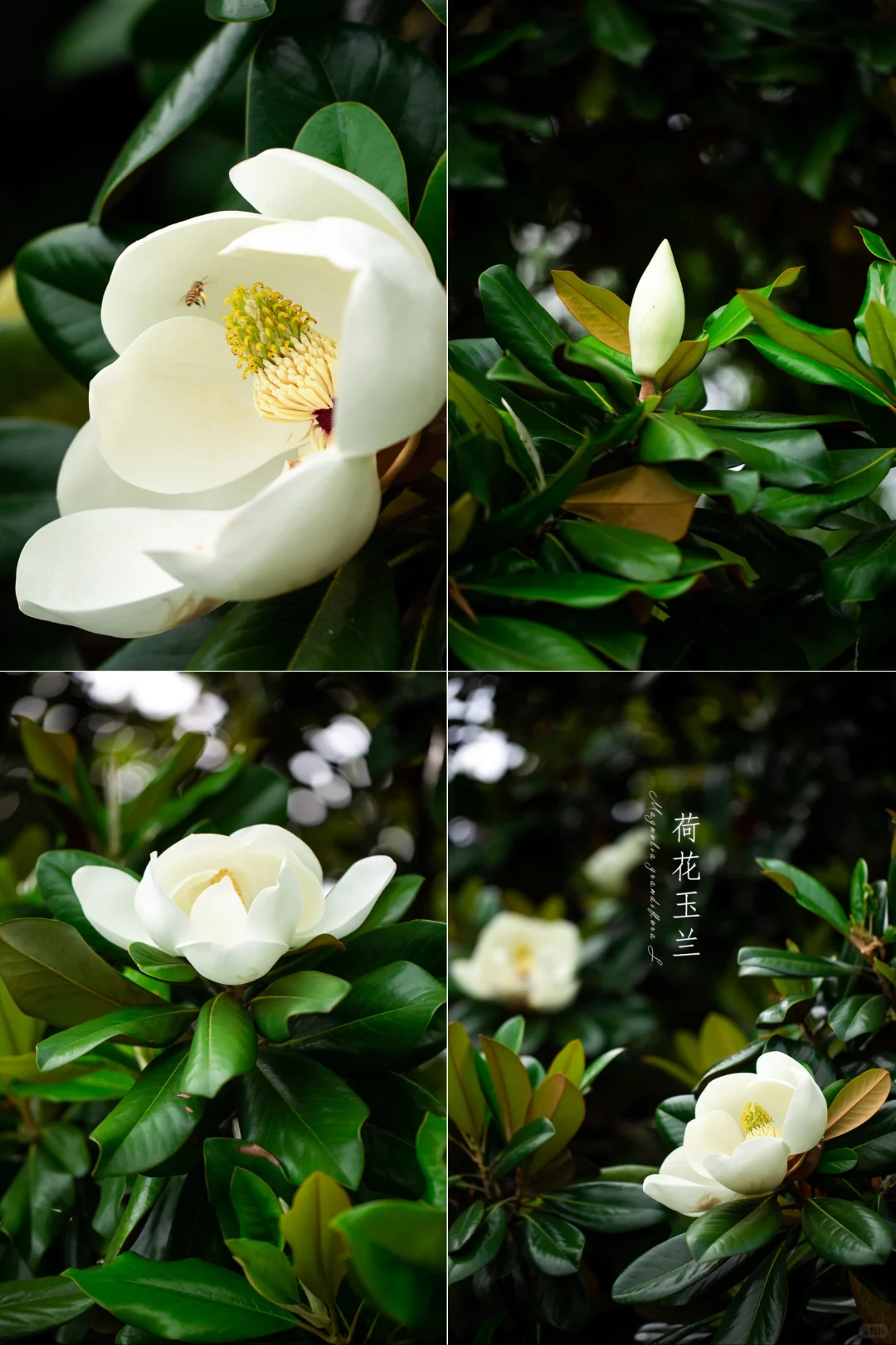无风花自飞，不摇香已乱。|荷花玉兰