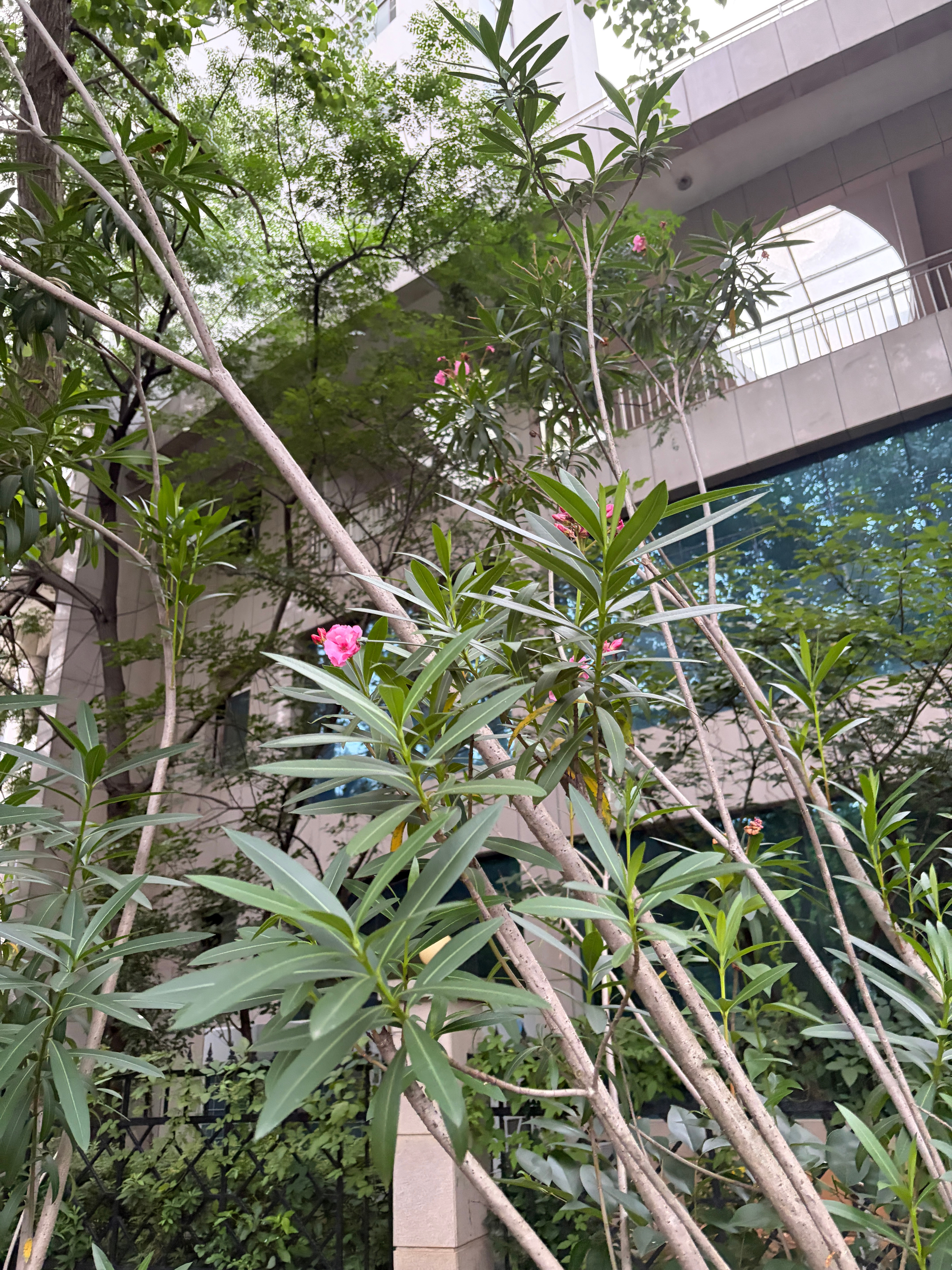 准备摘下来叼嘴里美美出片