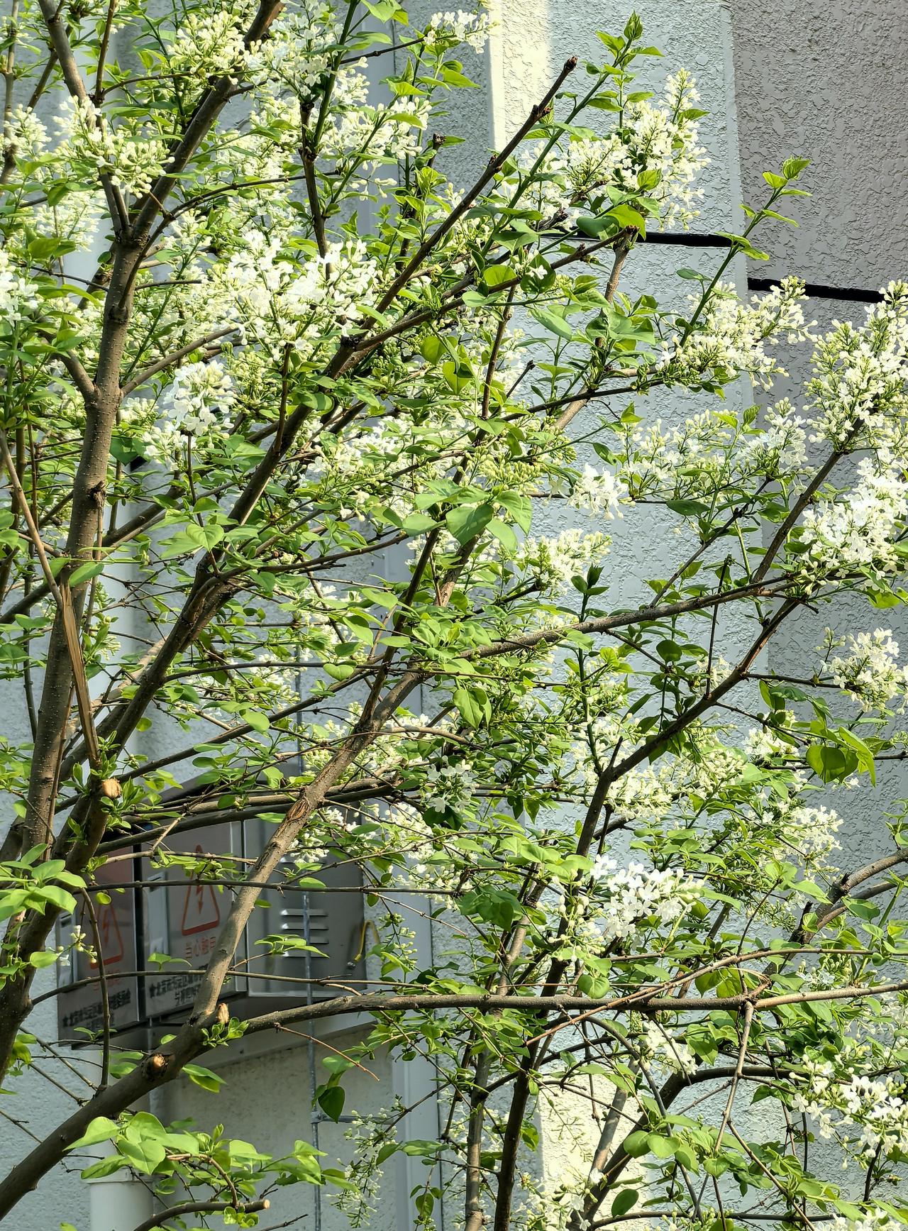 你方唱罢“我”等场（小院儿里的丁香花）