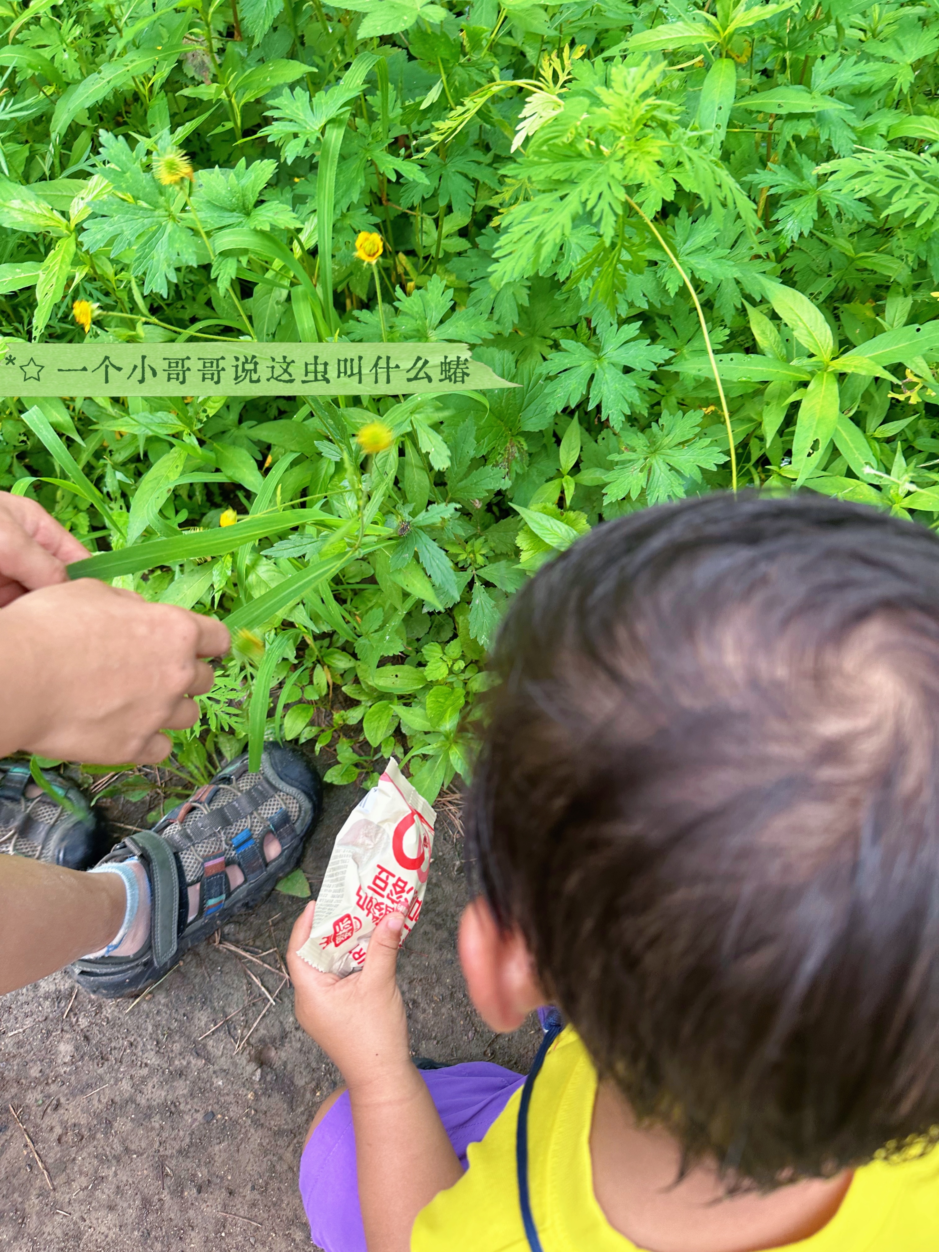 爬山偶遇的可爱生物们。每周一山与糕同行