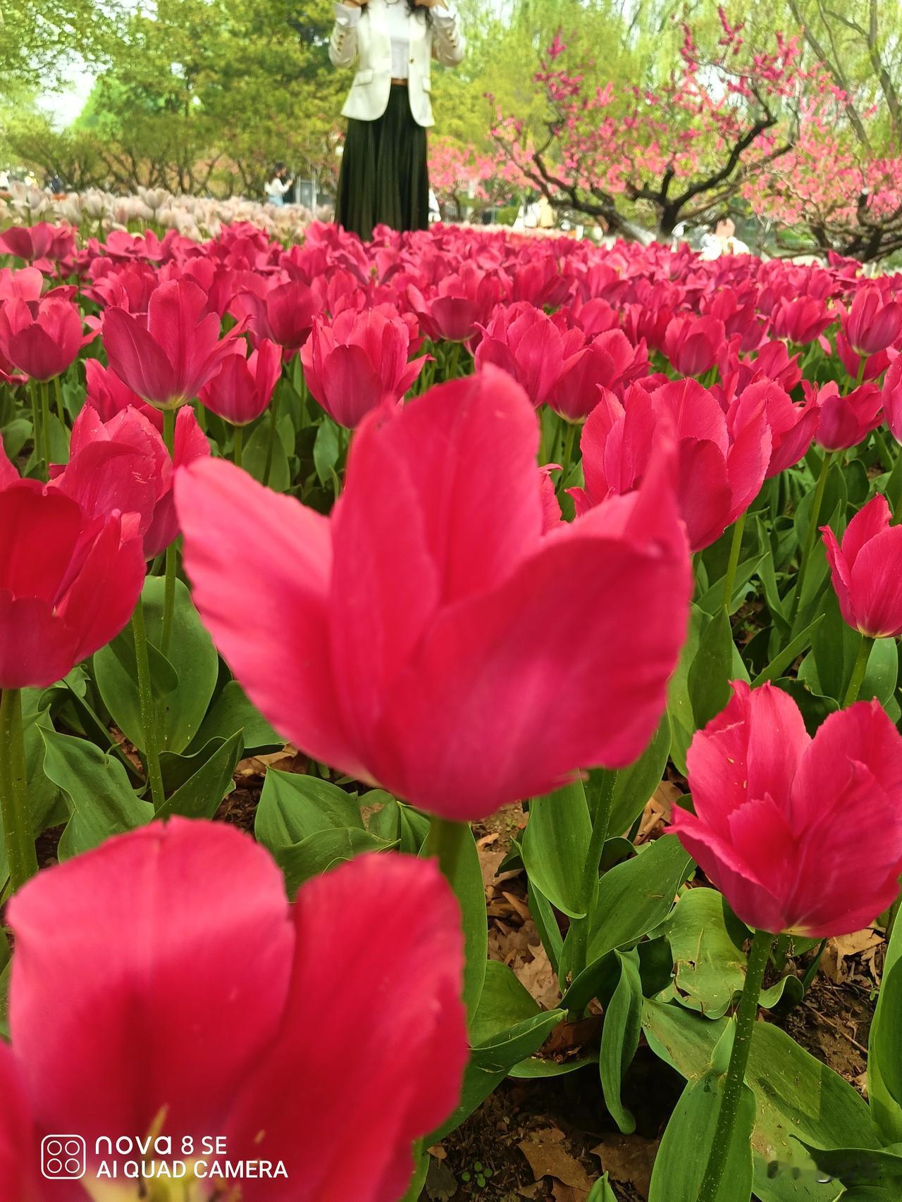 朝阳公园的郁金香花海是春日北京城一道绚丽的风景，每年的4月份，公园内大片的郁金香