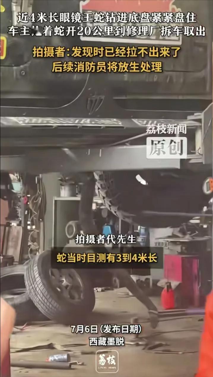 7月6日，西藏墨脱，一条眼镜王蛇被车前轮压过，谁能想到，蛇竟然直接沿着前轮进入了