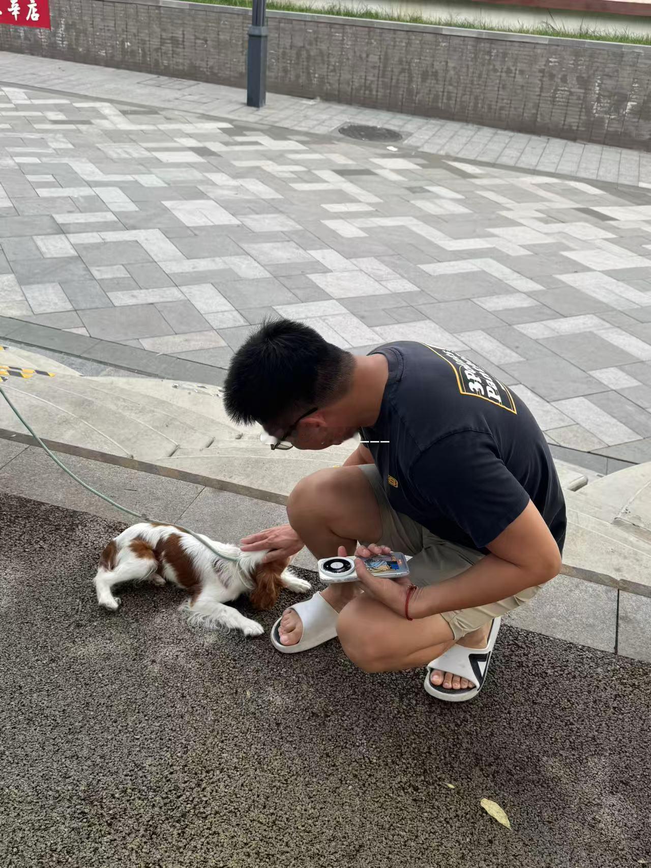 路上碰见一只好乖的查理王，我停下看看他就趴下让摸摸了