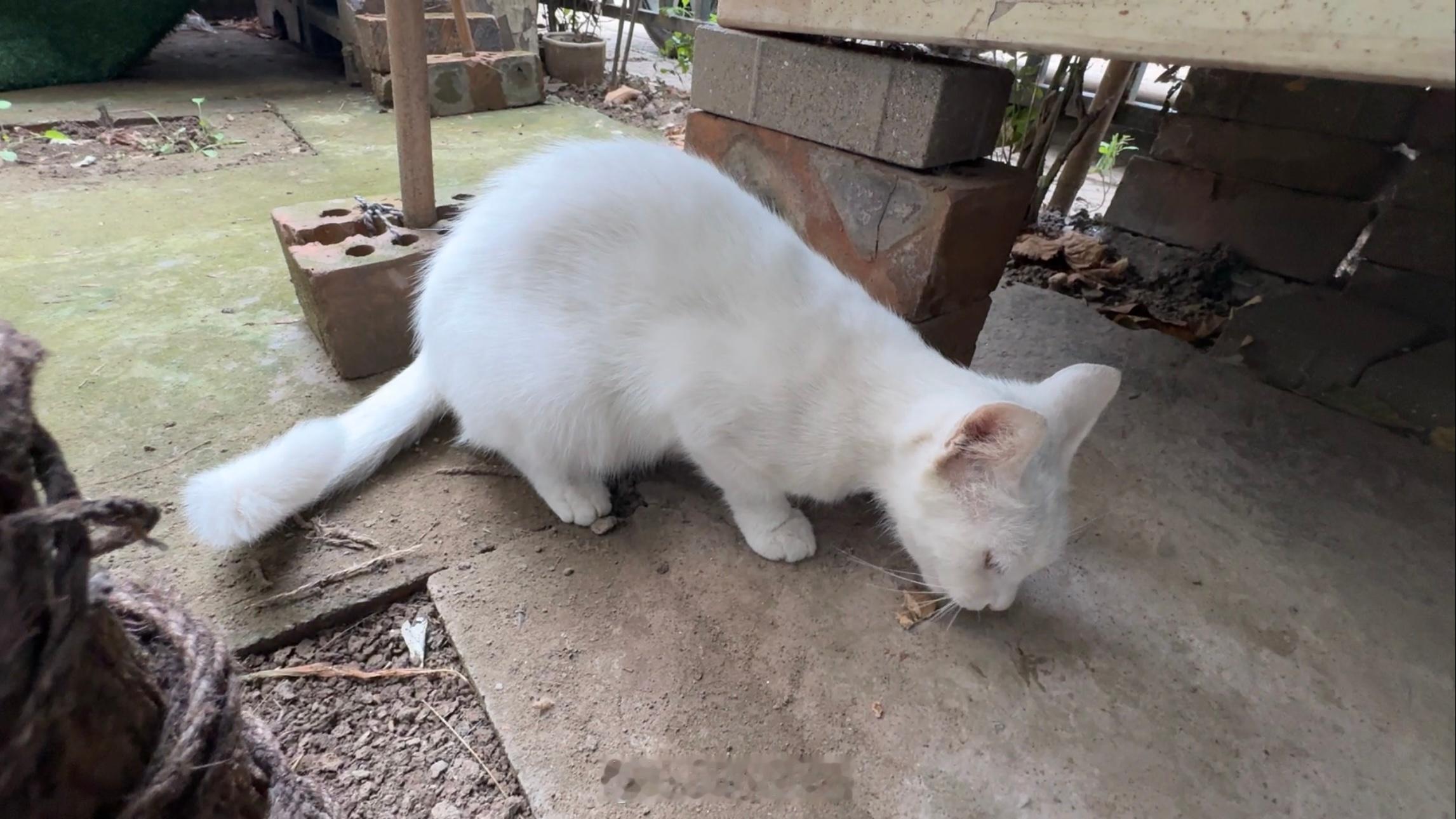 周四愉快(≧ｗ≦)[鼓掌]早上好呀[奶牛猫]没想到浅色花猫在小院子里等吃的小花猫