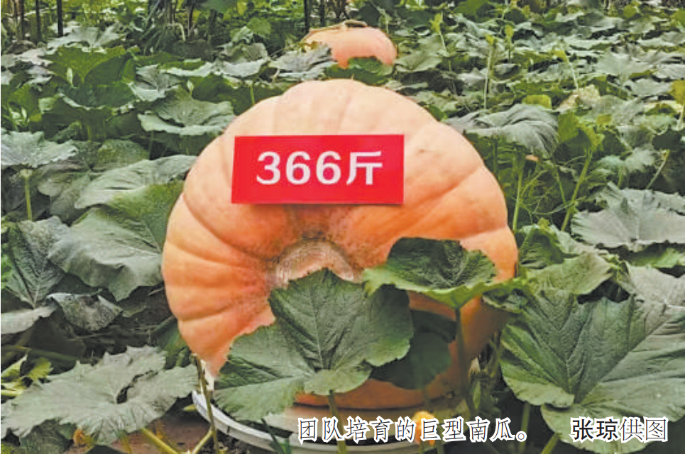 #见证一颗巨型南瓜的诞生和成长#现在的巨型南瓜基本都是“大西洋巨型南瓜”的后代。