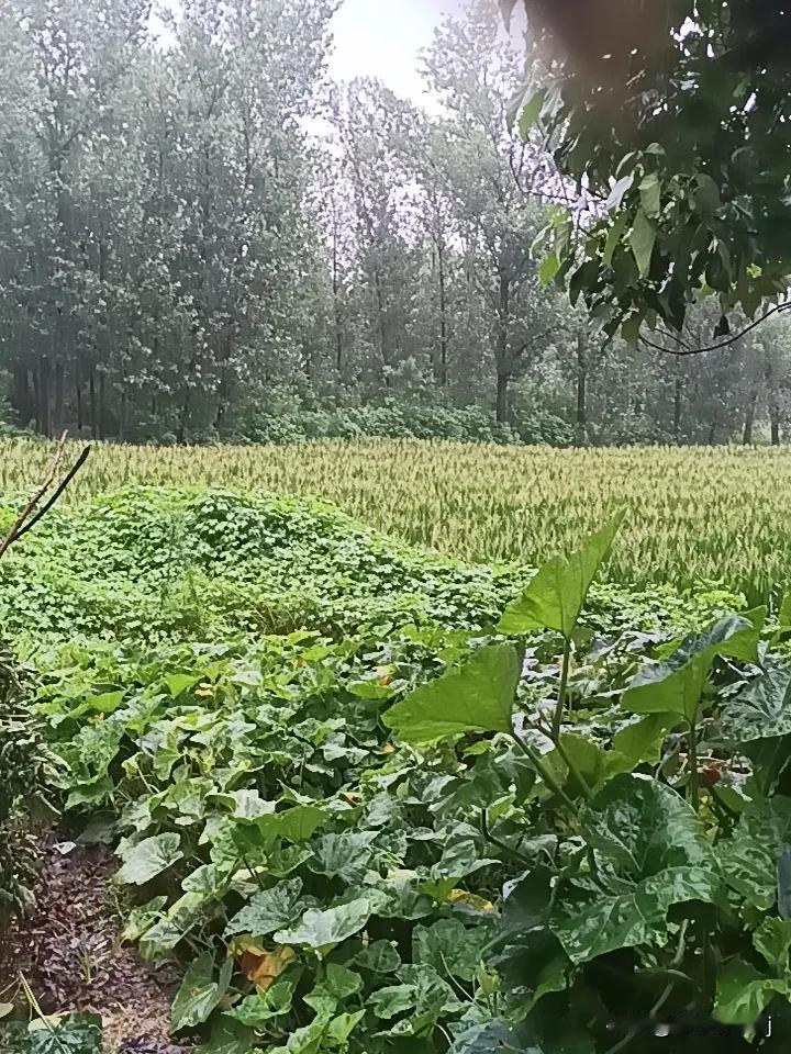 农业的出路是合作还是单干? 农业到底该合作还是单干，这事儿还真不能一刀切，得结合