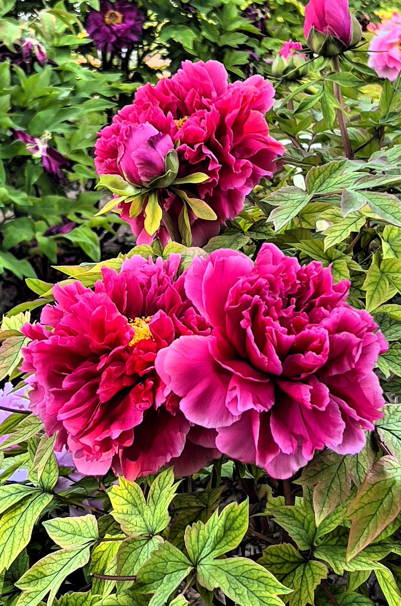 随手一拍的花朵有多美