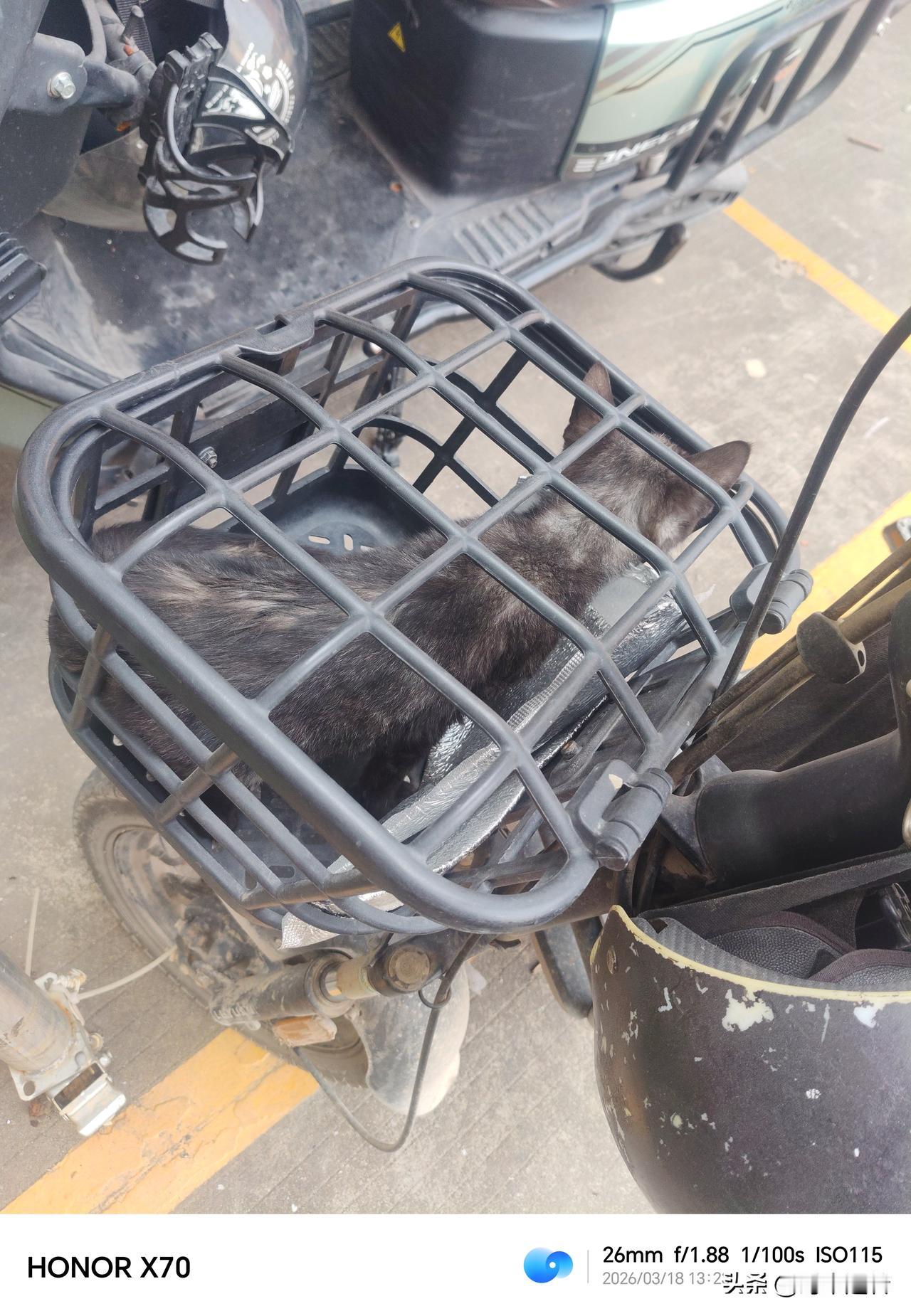 离谱！
下班停个车，我的电动车直接自动“捡”只小猫。
下班回家把电动车停楼下，再