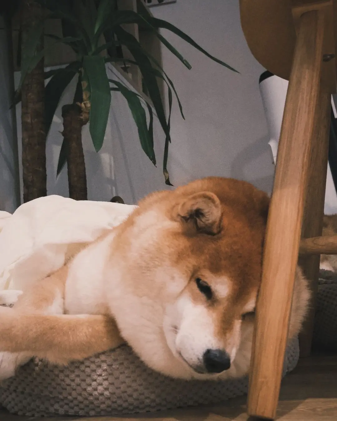 养柴如养猪