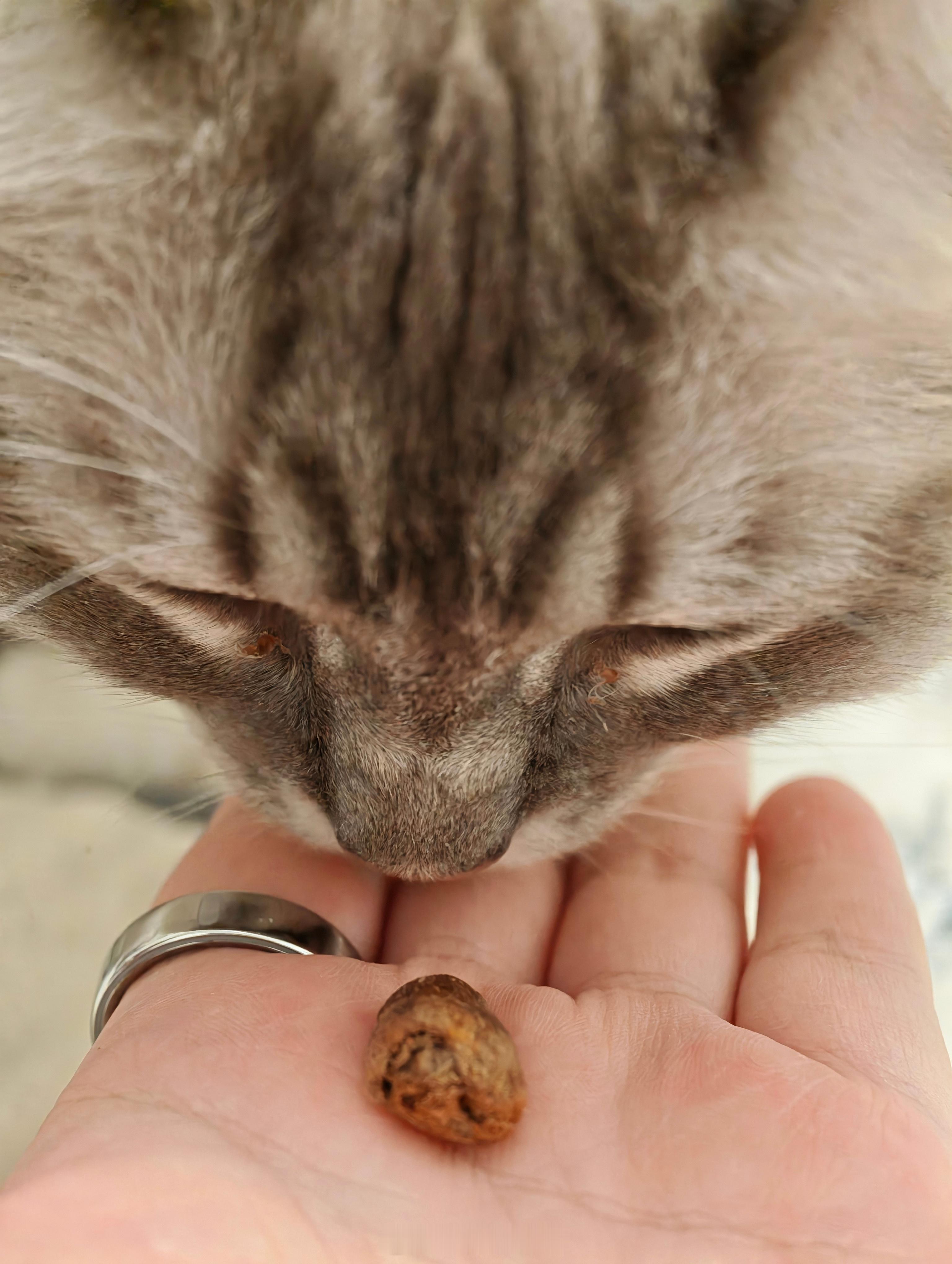 鹌鹑心冻干这么小小的一粒粒 好可爱没想到猫会愿意吃 除了熊熊和妙妙 