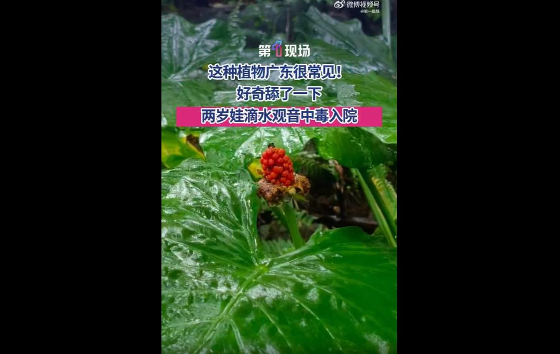 5月底，广东深圳一名2岁幼童在公园遛弯时，出于好奇舔舐绿化带内滴水观音叶片，短短