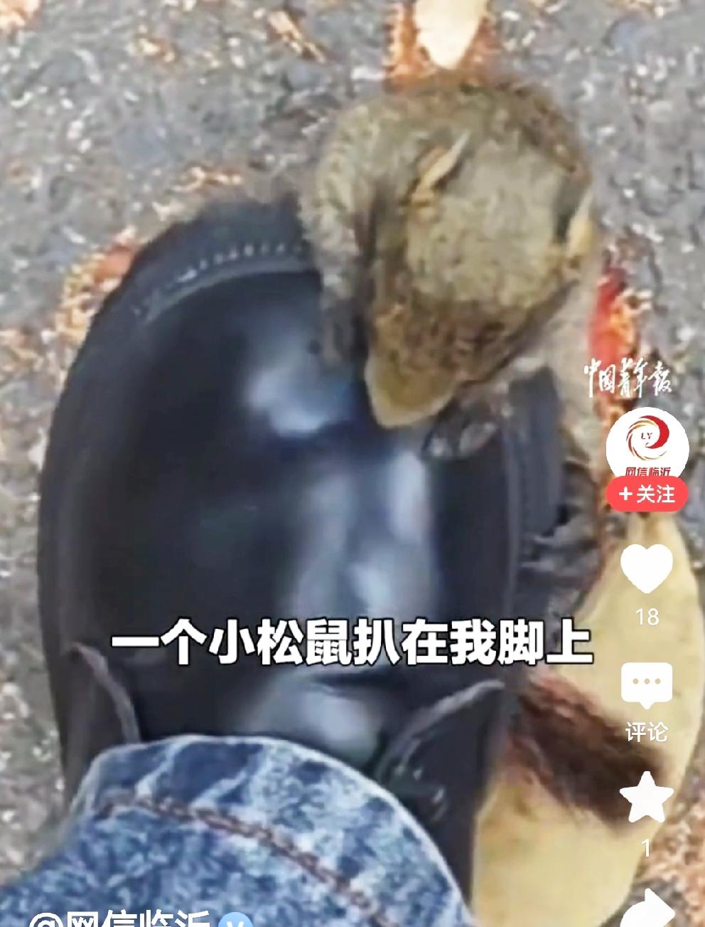 这不叫“碰瓷”，这叫缘分啊[赞]
四川攀枝花一女生去考试，途中偶遇一松鼠🐿。