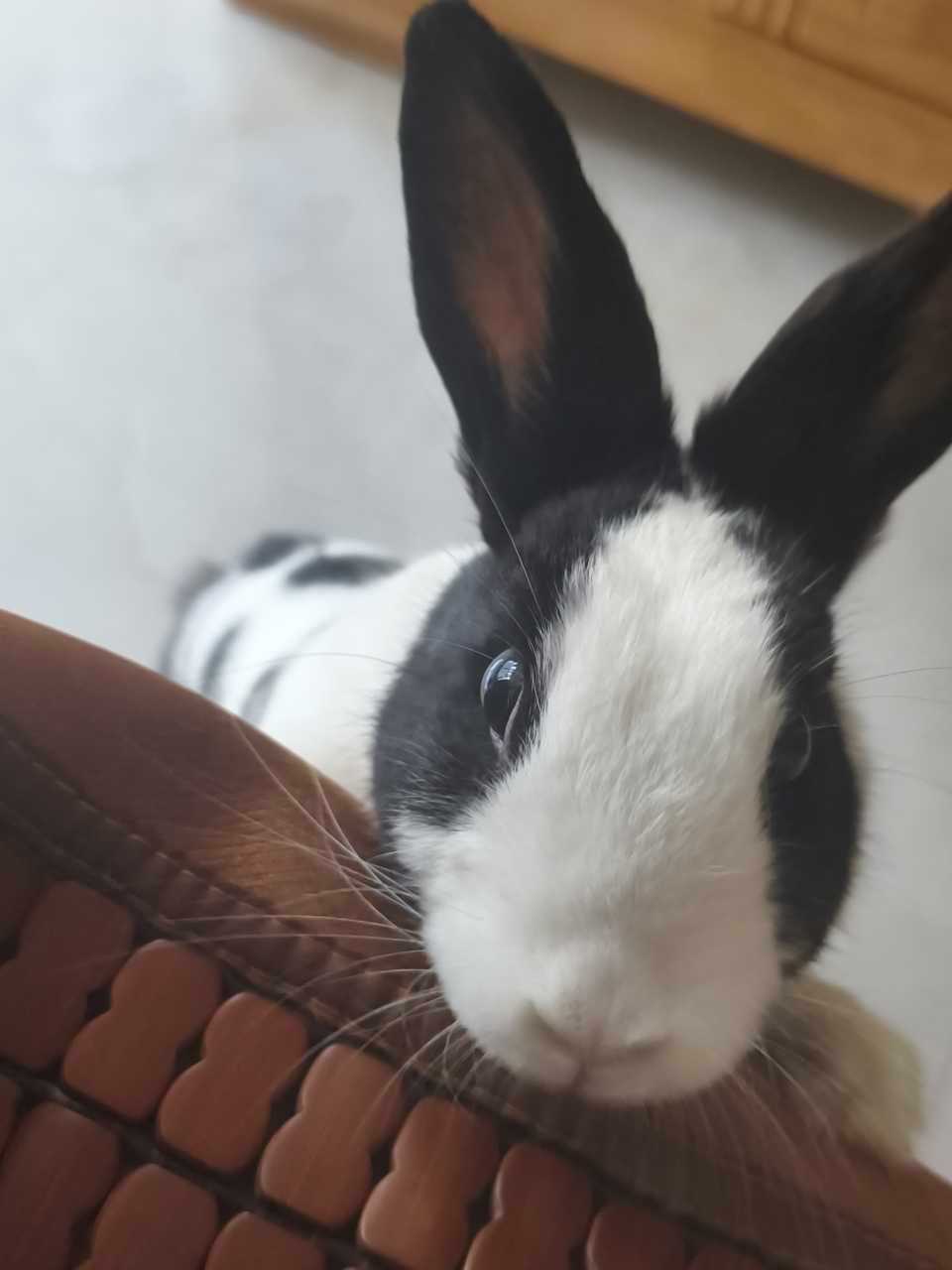 14291🐇【骑走了】 