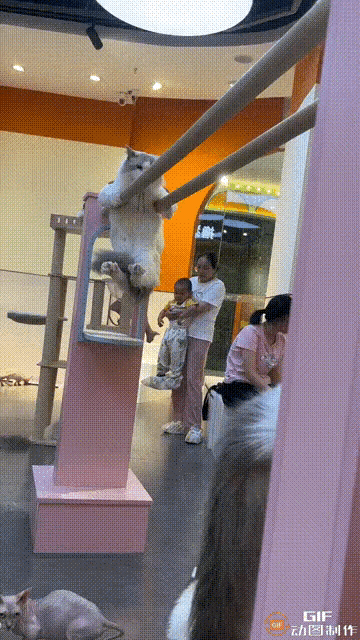 图一：现在的猫咪都不会抓老鼠了，铲屎官不得不送它们去培训班 。
图二：小姐姐这是