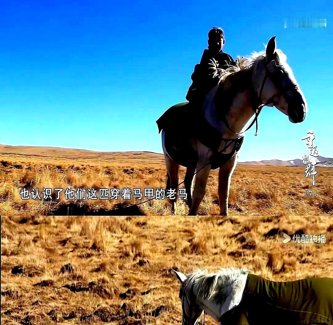 一只小狼崽，被毒死的母狼留下，李微漪捡回成都，喂了两年，再送回若尔盖。人怕狼，狼