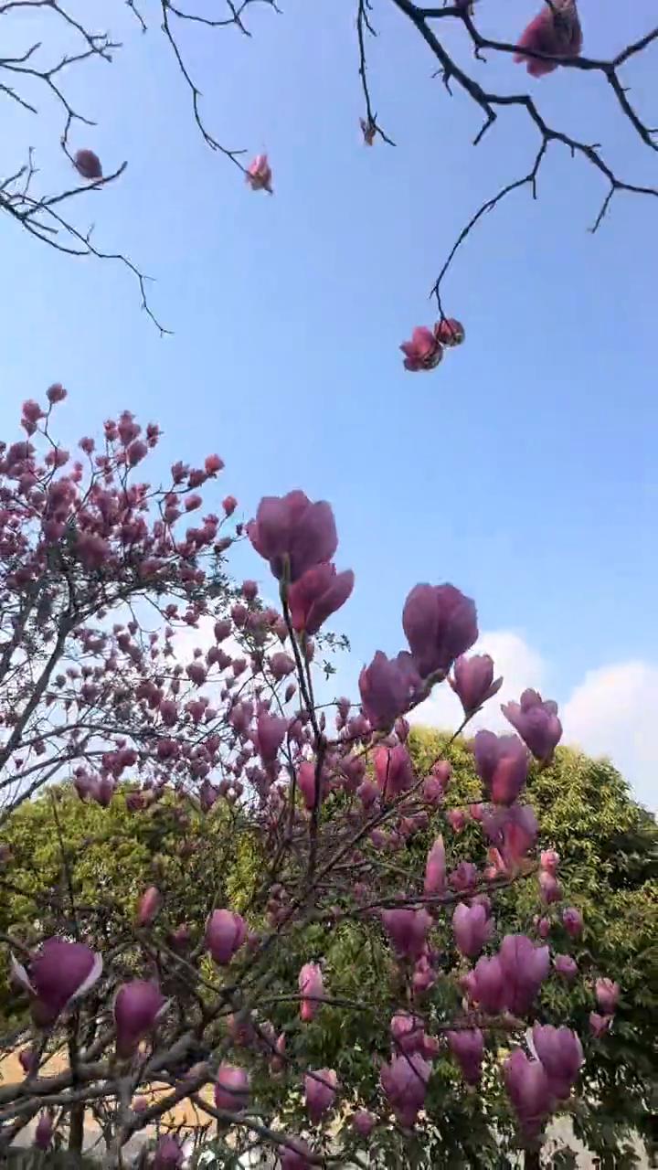 攀岩公园玉兰花开了。
玉兰花开了，快来赏花了。黄花似锦，含苞待放。紫金花都开了，