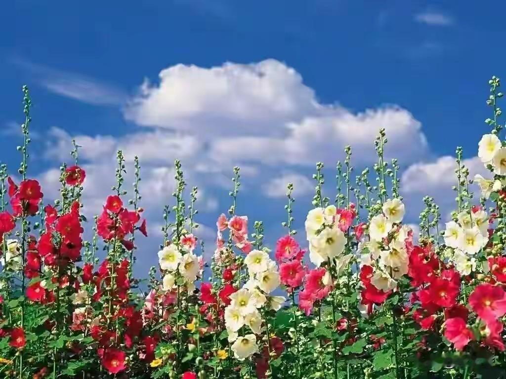 婚恋专家说：
“为什么男人拼尽全力也要结婚，因为他请不起保姆，请不起保洁，请不起