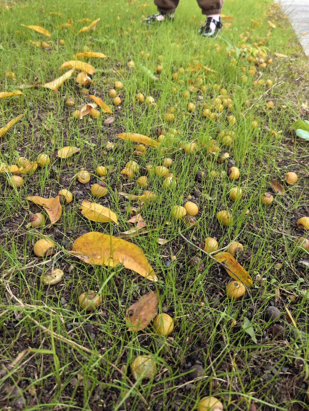 有人知道这是什么吗？
满地都是，看到大家都在摘
我也摘了一大袋子