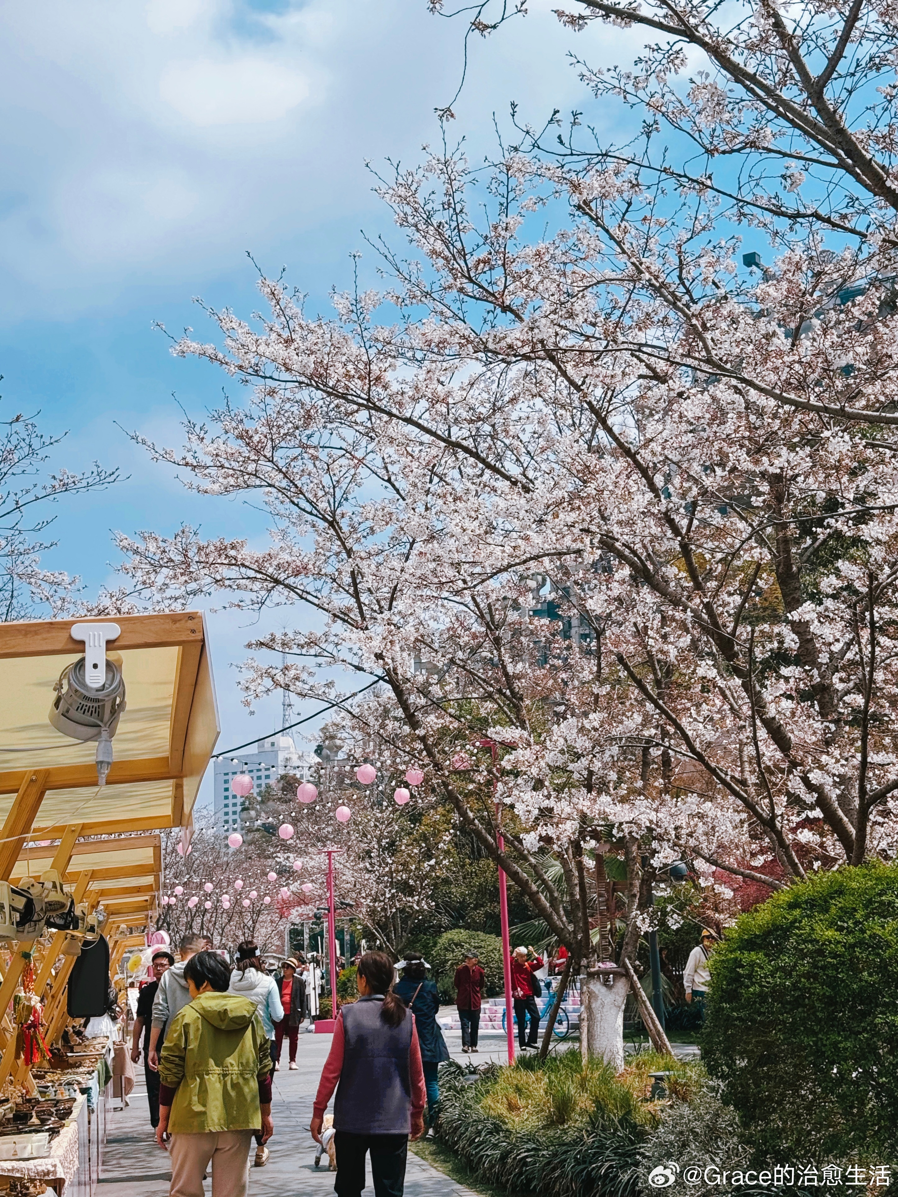 每年必来打卡上海天安千树的滨河步道赏樱🌸，真的太美啦！现在开得挺不错了，现场还