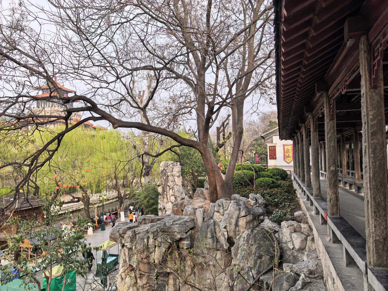 记录我的2026春天这不就来了吗？柳树发新芽，春意盎然。