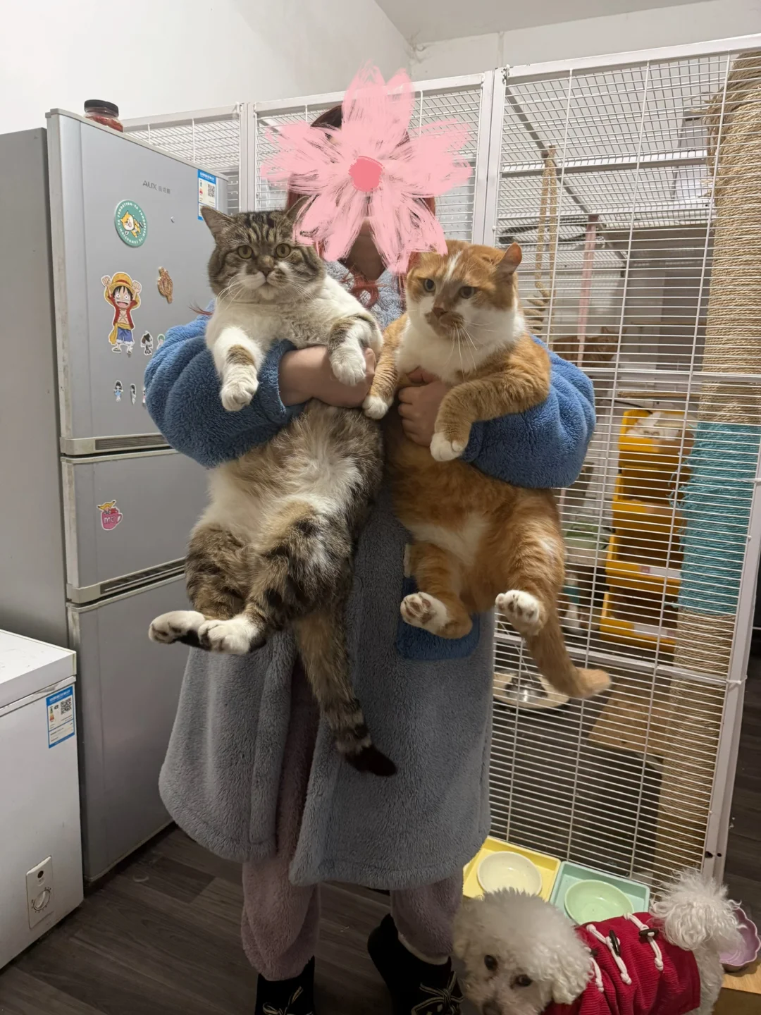 挑战抱2只15斤以上的猫……