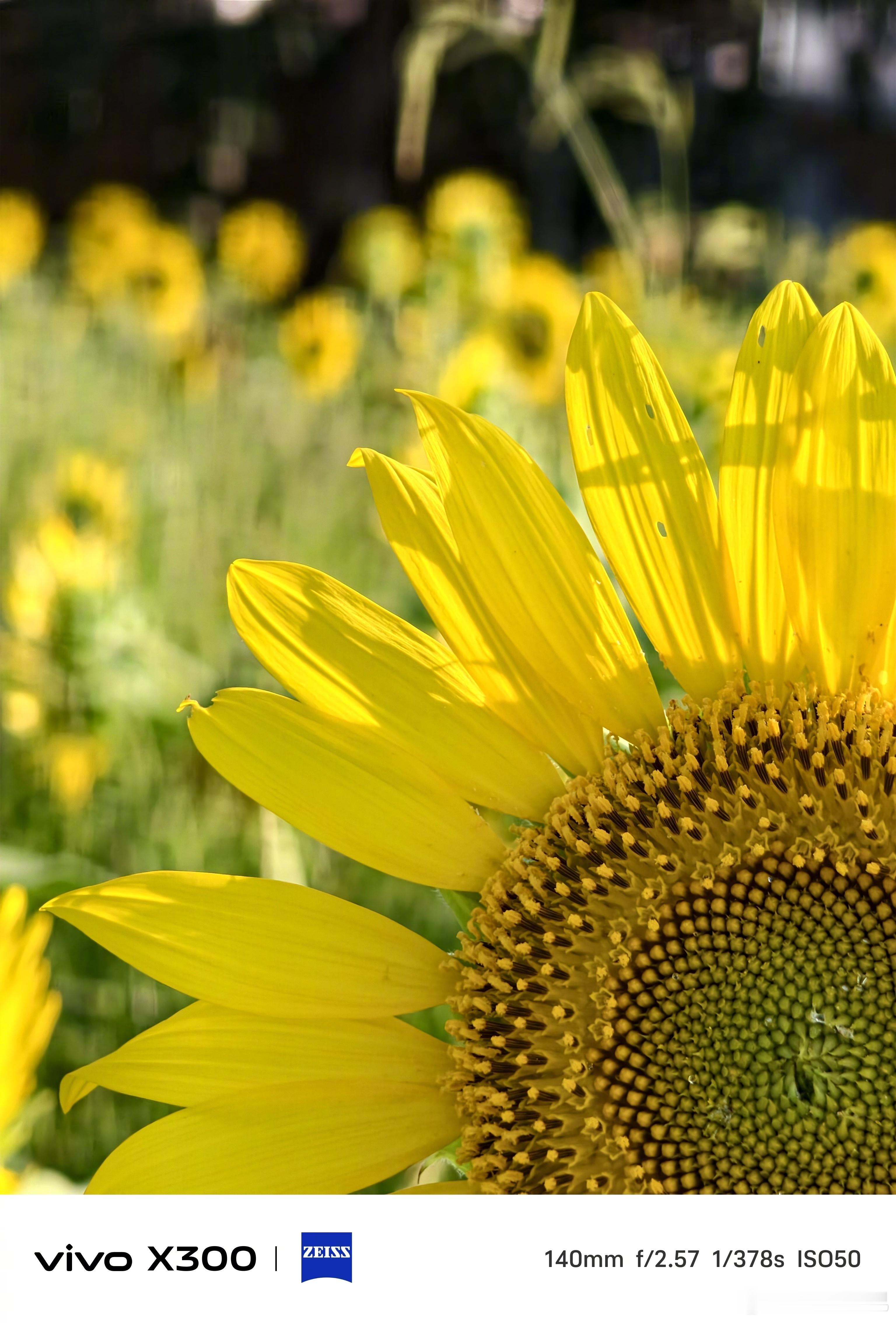 用 X300 看点花花草草🐞 ​​​