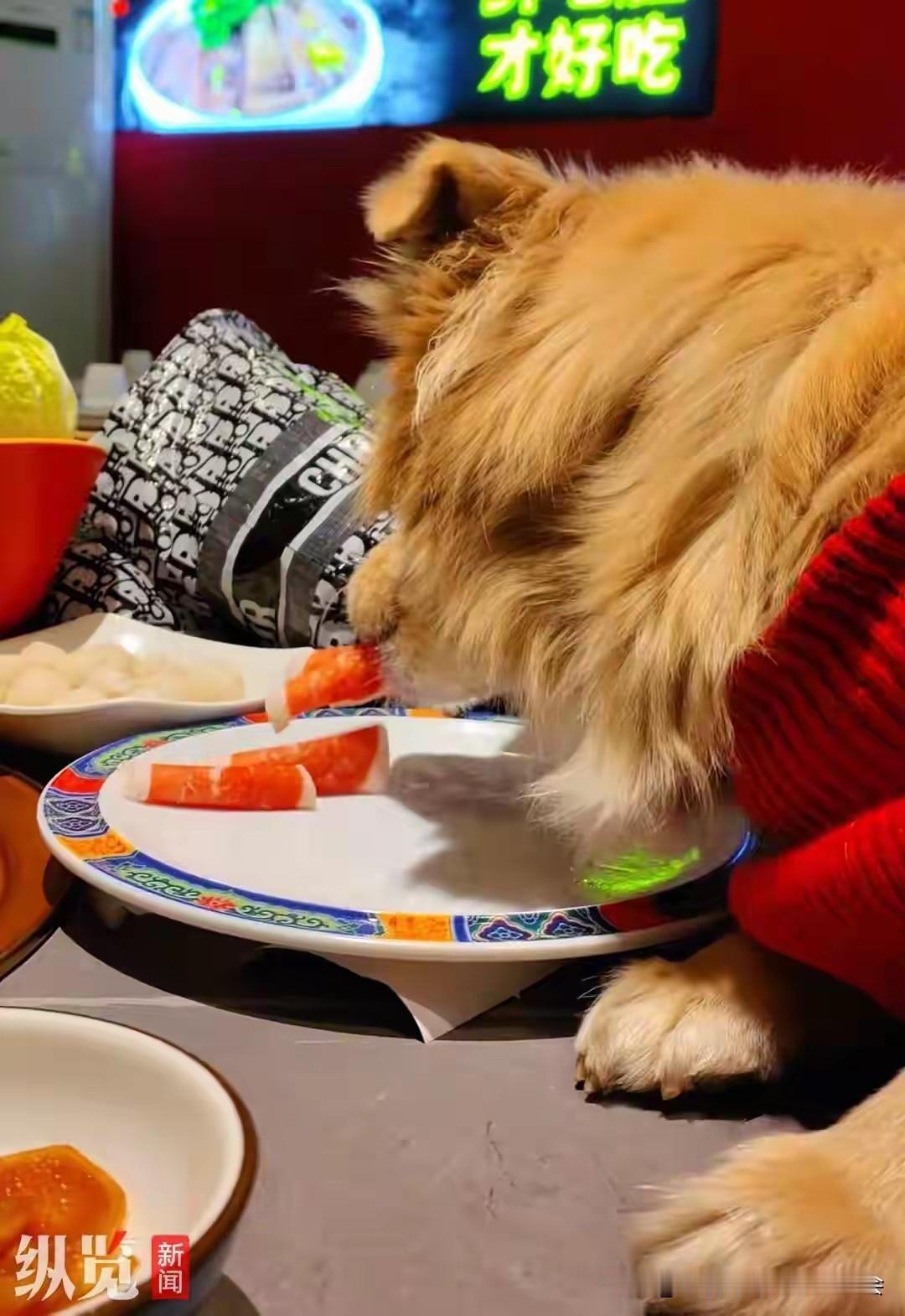12.18，北京一火锅店内，宠物狗爬上餐桌食用餐盘内生肉卷的视频引发众怒。狗主人