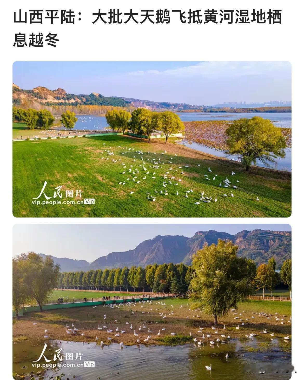  隔壁的邻居又来给我们抢天鹅“流量”了。
天鹅已经成为了三门峡的一张重要的名片了