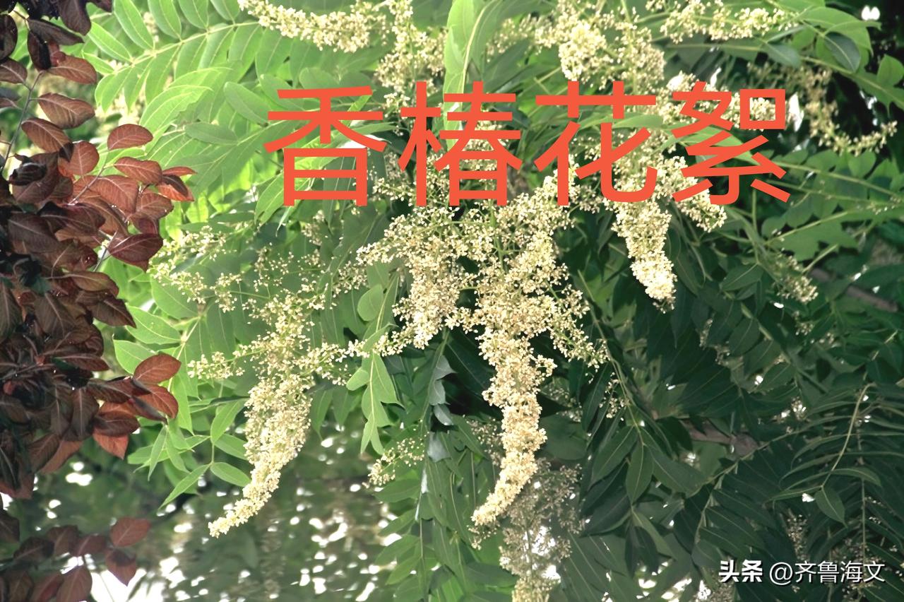 请欣赏香椿花极其果实
我们很少见到香椿开花，主要是因为人为的频繁采摘和香椿自身的