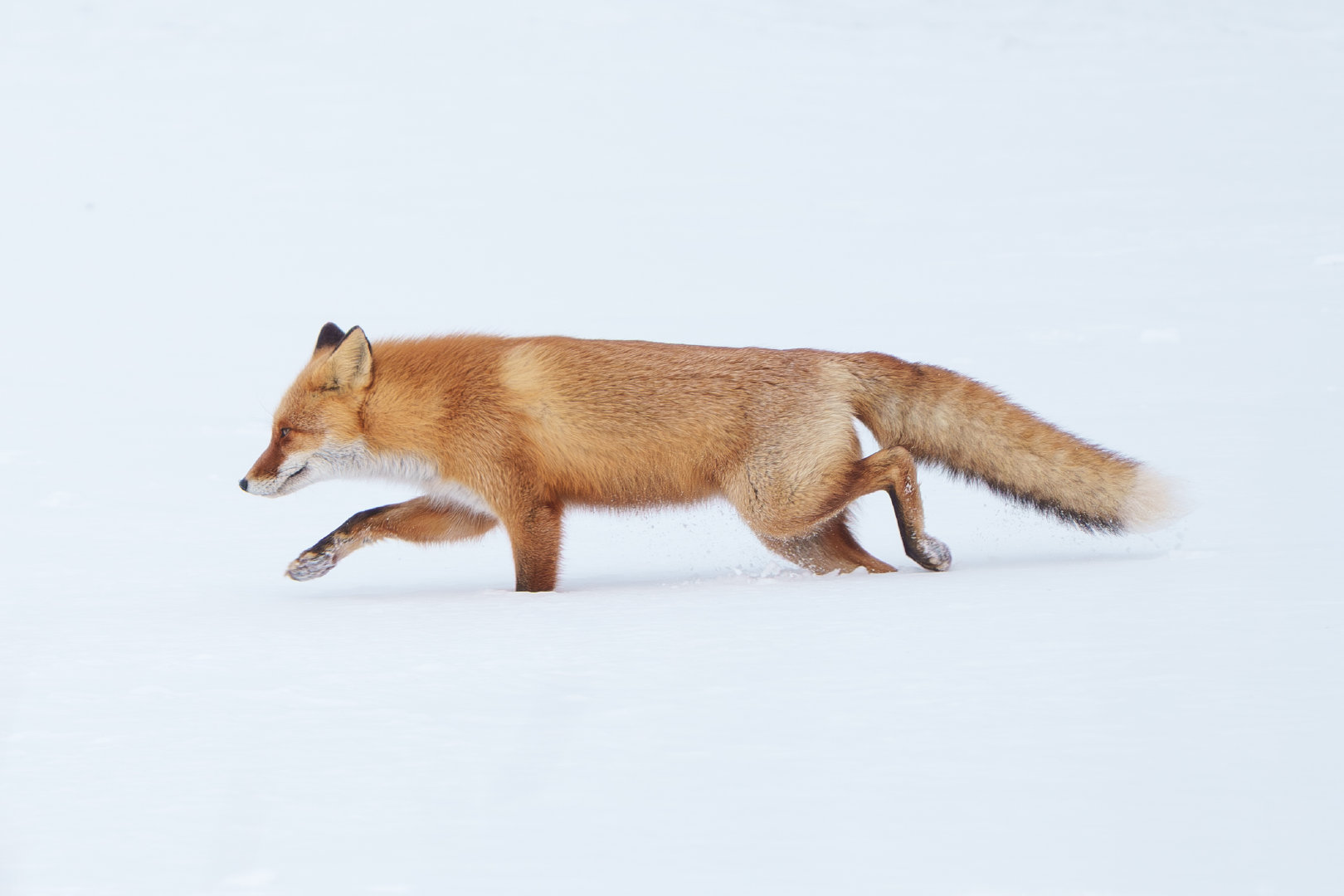 妈妈我今天就要远航©️photo_inu 