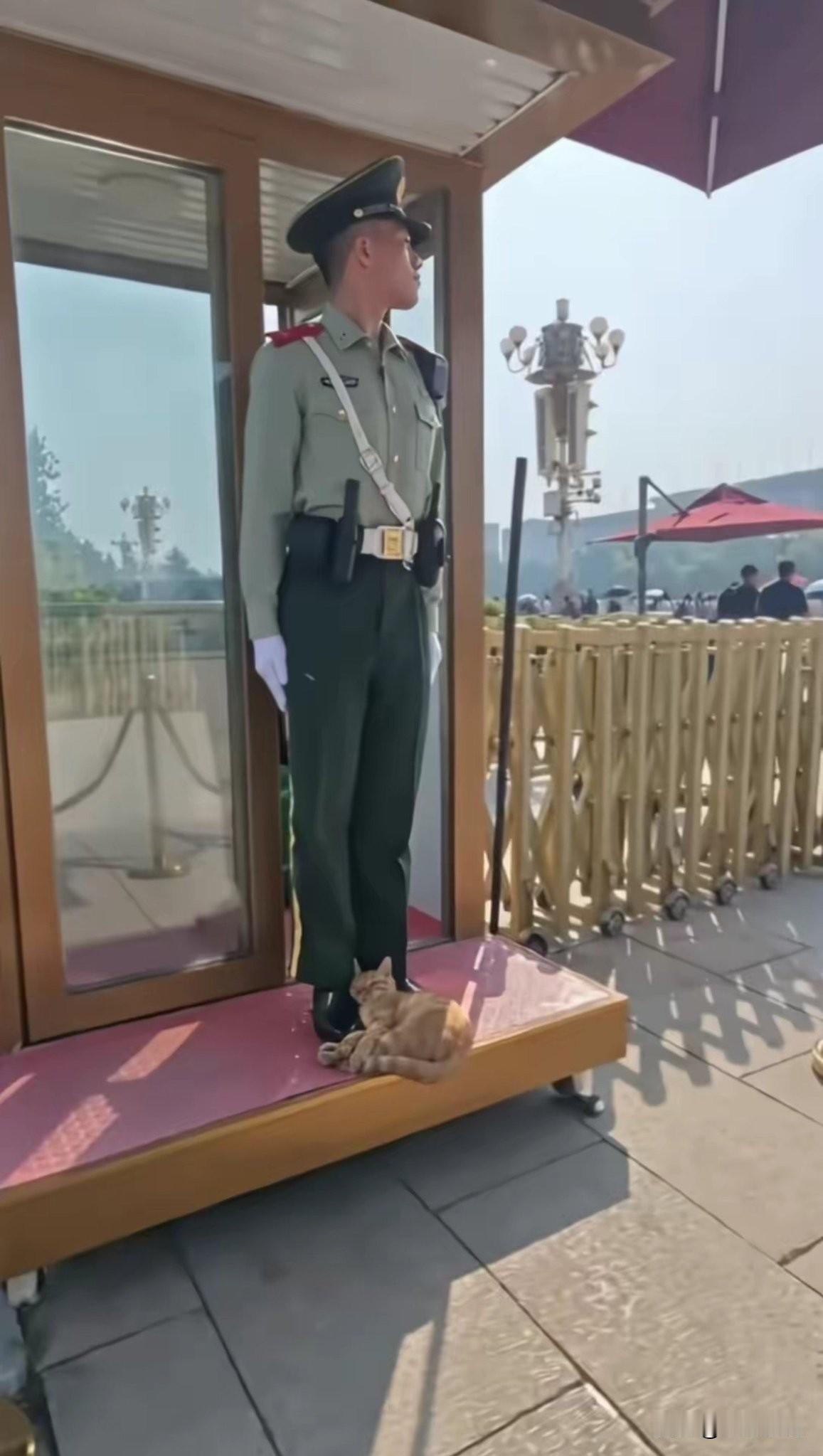 北京天安门广场。 
这只猫找了一个全世界最安全的地方当枕头，幸福感满满。