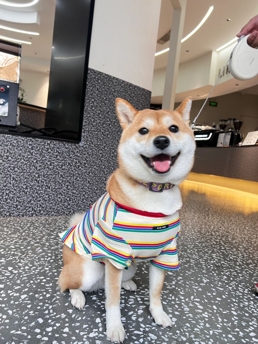 穿blueport的女小狗🐕 「live图」