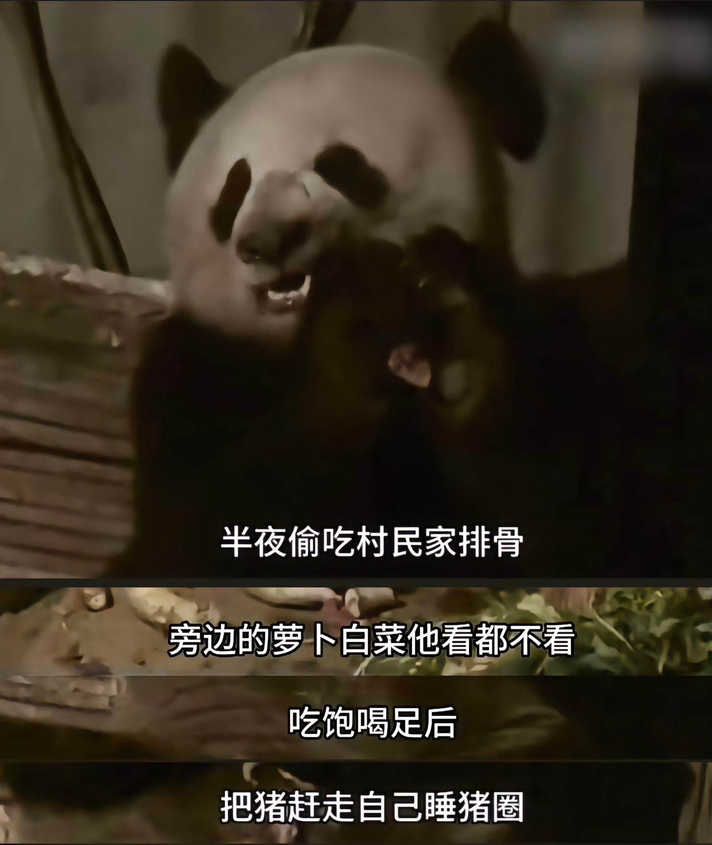 野生大熊猫偷吃村民排骨#熊猫# ​​​