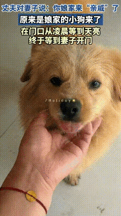安徽，一女子娘家的狗狗来了，在门口从凌晨等到天亮，终于等到女子开门，狗狗开心的不