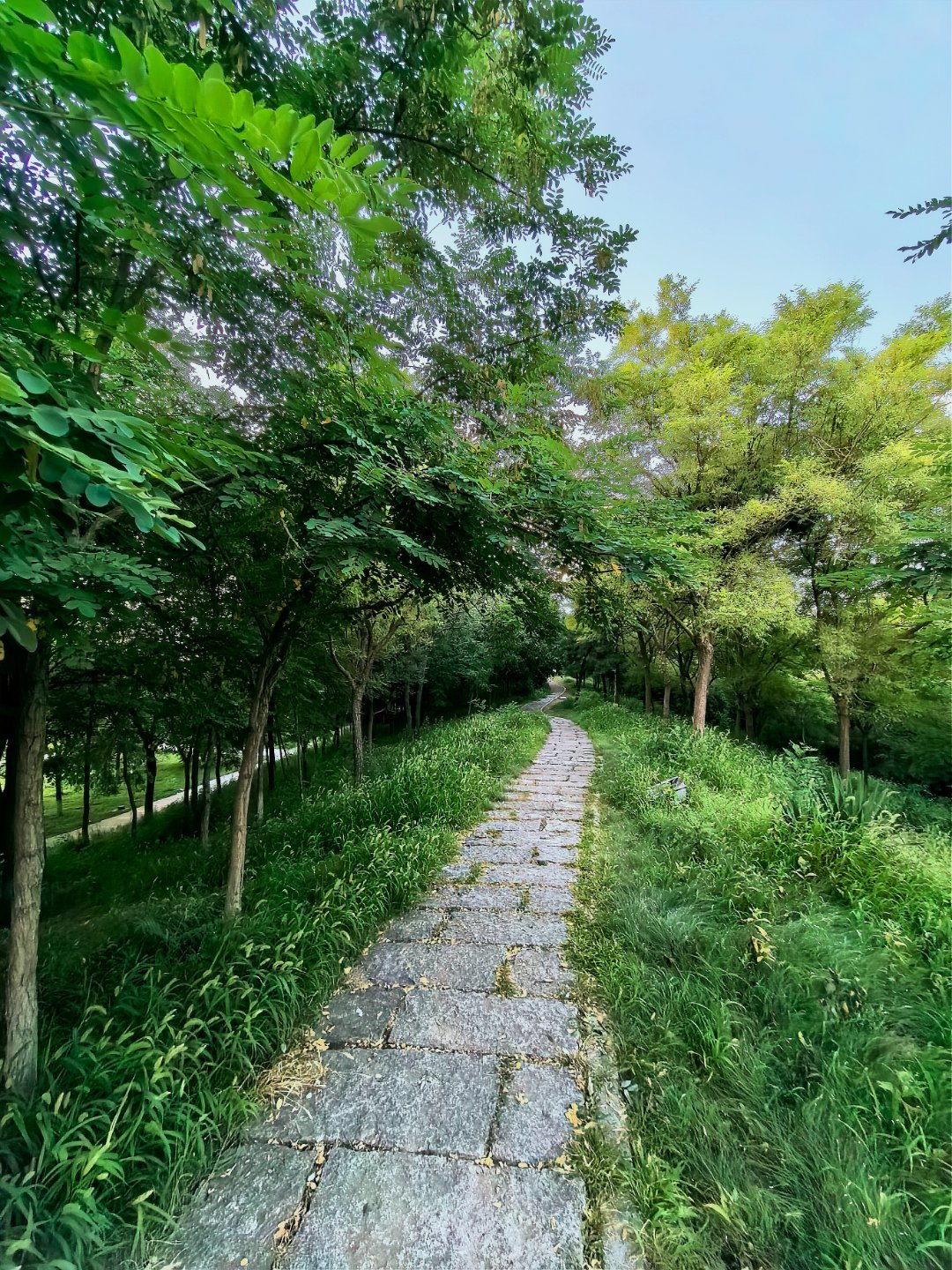 🌿🌿早安～阳光会照亮每一个抬头的人生活会善待每一个认真的人 
