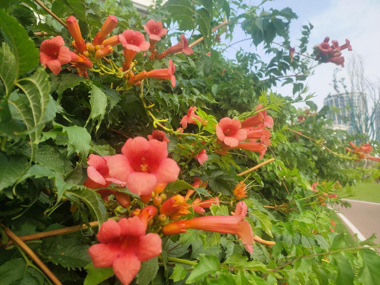 夏日炎炎，凌霄花如火焰般热烈绽放，色彩斑斓，橙红的花朵与翠绿的叶子相互映衬，构成