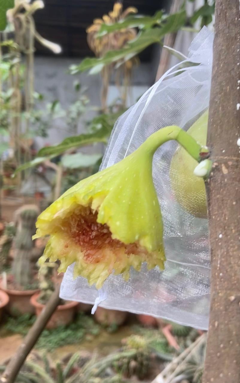在北方种无花果真的踩过太多坑了，头几年跟风买了好几个热门品种，要么冬天直接冻死，