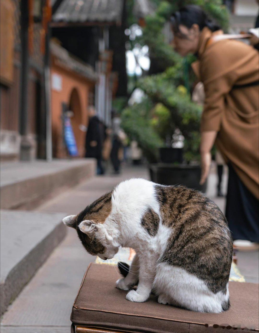 #寺庙网红猫咪被香客一拳打飞#你爱你的猫，“生非”最可恶，没必要扩大事实八道胡说