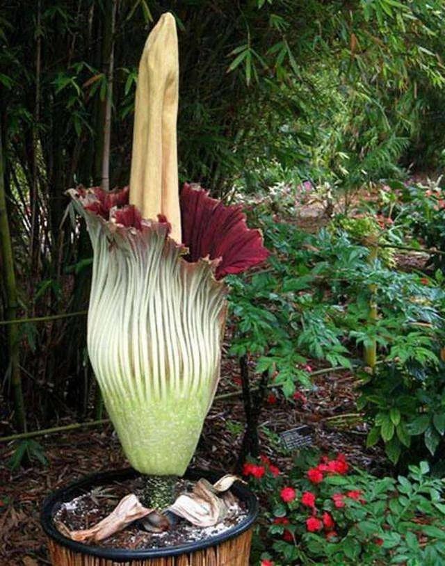 尸香魔芋，难道真的有这种花存在吗？
#很奇特的花# 
#奇异植物分享# 
#这个
