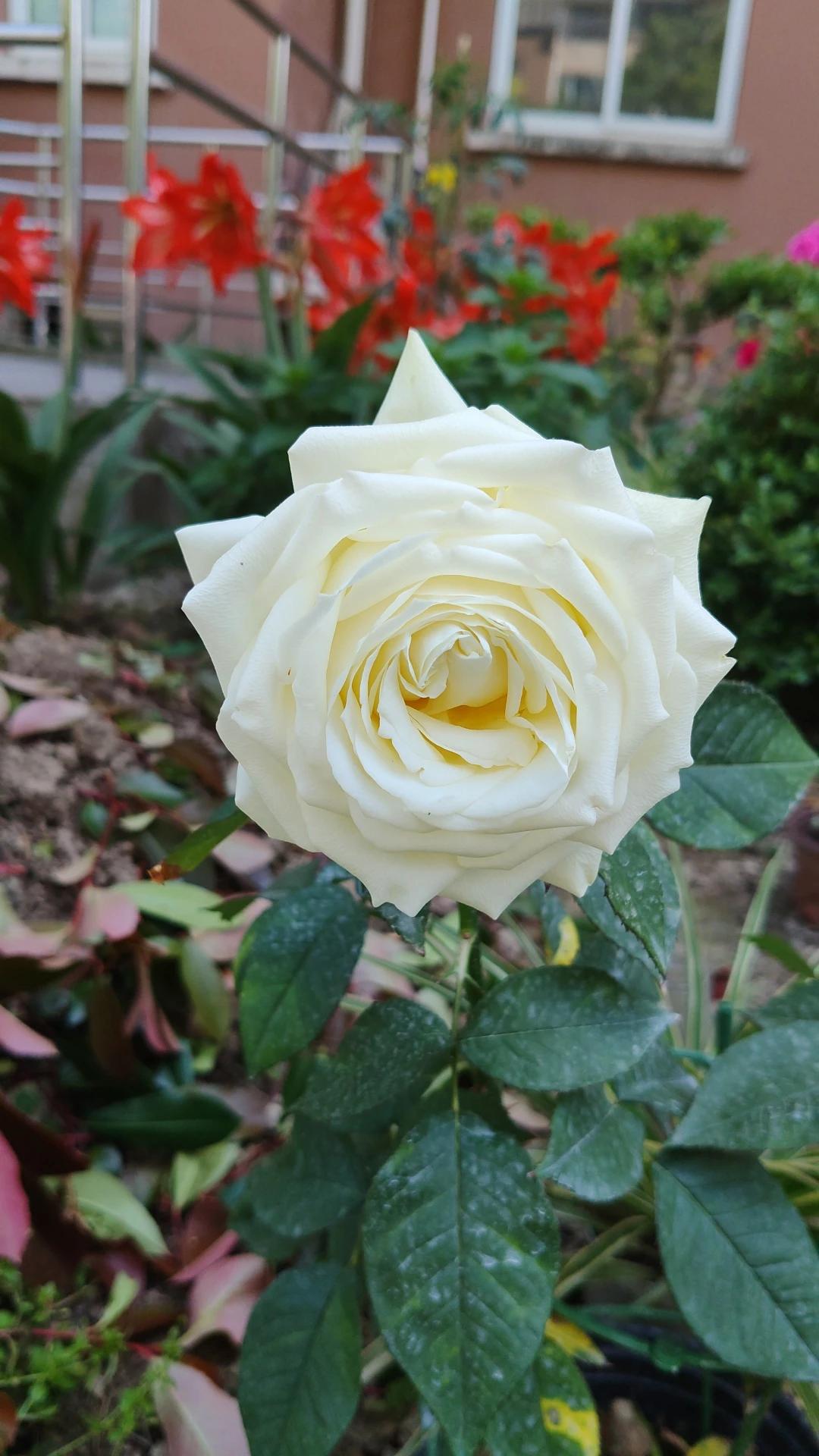 没有颜色的白月季
不与百花争艳丽