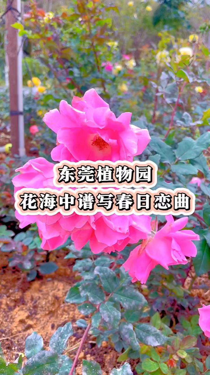 东莞植物园。
花海中谱写春日恋曲。