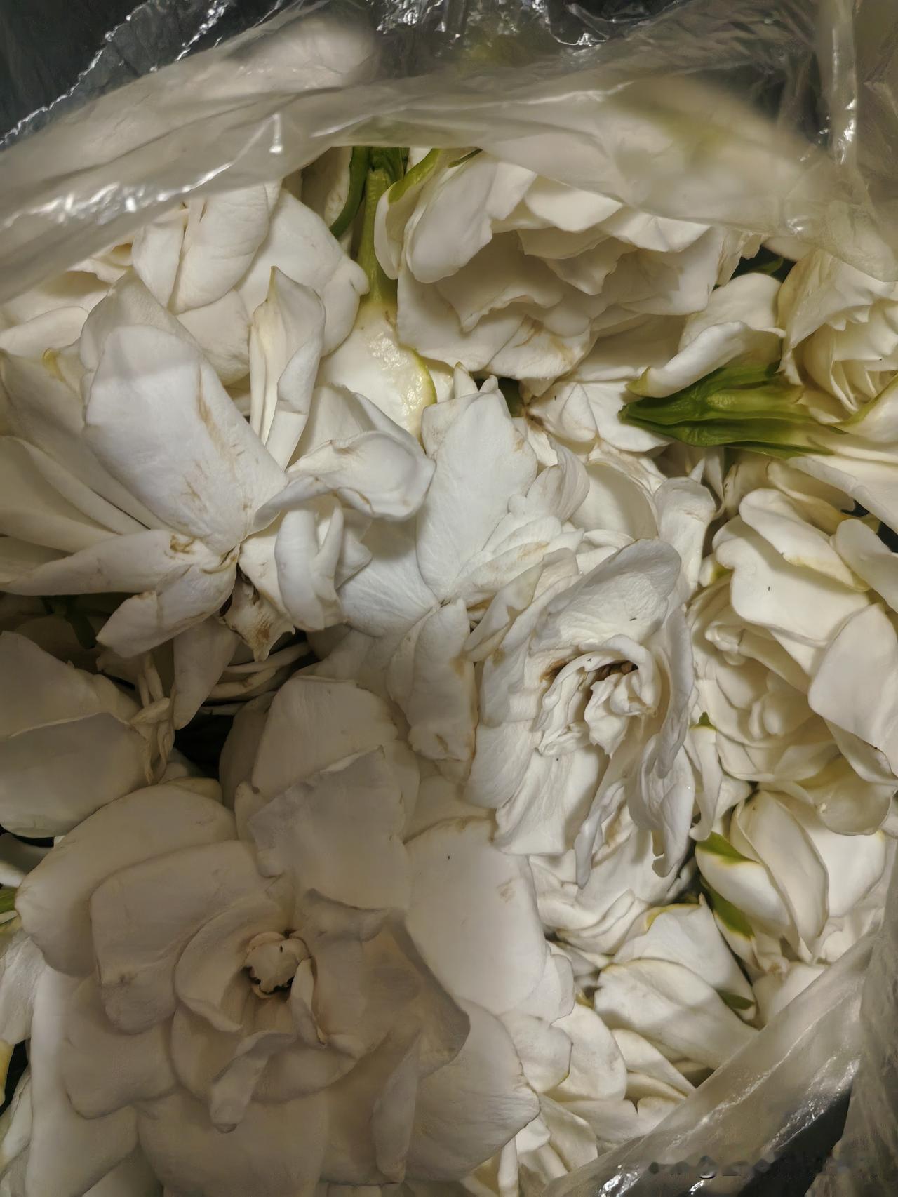 今天晚上，邻居敲门送来一袋栀子花，是他爸爸在黄陂家里种的。

我拆开塑料袋，一簇